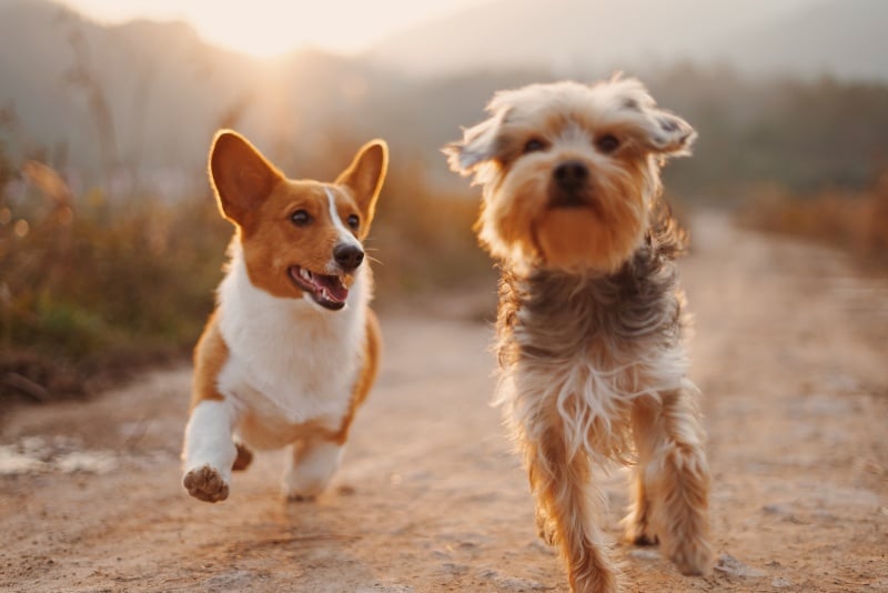 dogs_petfood